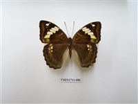 藏品(甲仙翠蛺蝶)的圖片